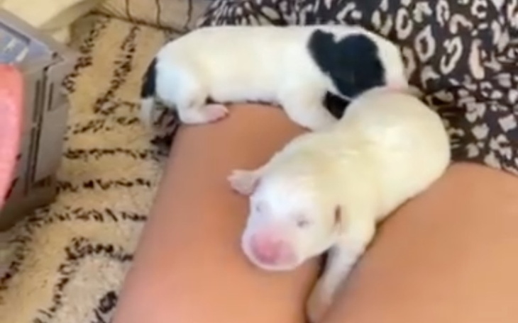 Zbiórka Ratujmy szczeniaki z worka - zdjęcie główne