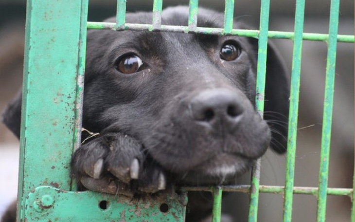 Zbiórka Dom Tymczasowy dla Psów - zdjęcie główne