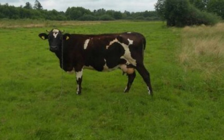 Zbiórka Krowa czeka na zycie! - zdjęcie główne