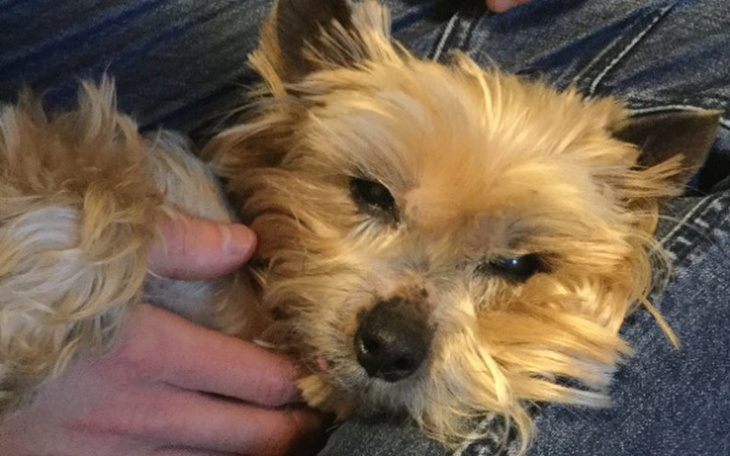 Zbiórka Fundacja Wesołe Ogonki❣️ - zdjęcie główne