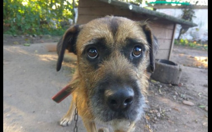 Zbiórka dla Burka na lepsze zycie - zdjęcie główne