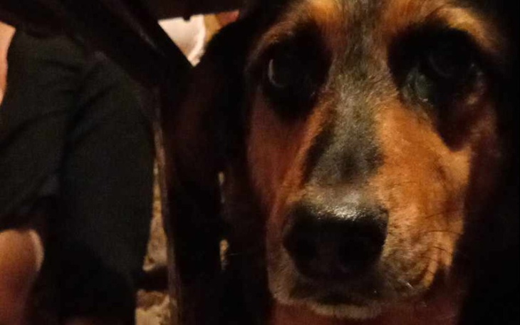 Zbiórka Na nową budę dla psa - zdjęcie główne