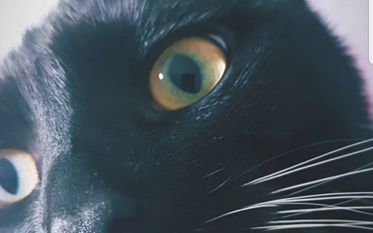 Zbiórka Wspomóż kota Filemona - zdjęcie główne