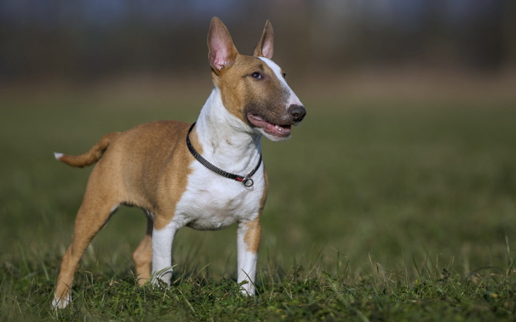 Zbiórka Bulterier miniaturowy - zdjęcie główne