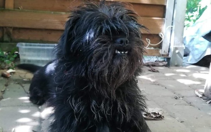 Zbiórka Leczenie zaćmy pieska - zdjęcie główne