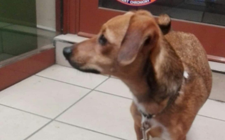 Zbiórka Uratujmy mała sunie. - zdjęcie główne