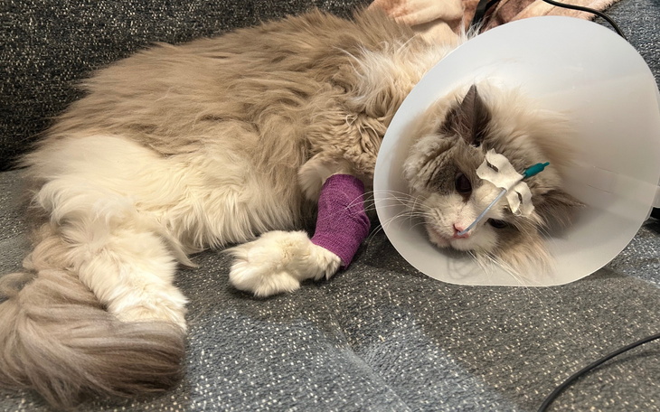 Kot z opatrunkiem na łapie, odpoczywający na kanapie.