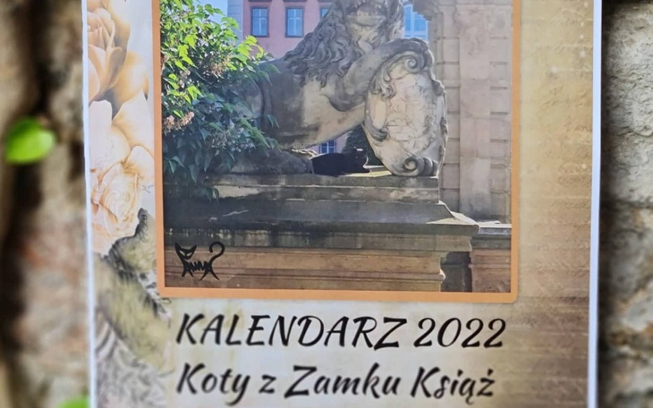 Zbiórka Kalendarze z kotami na rok 2022 - zdjęcie główne