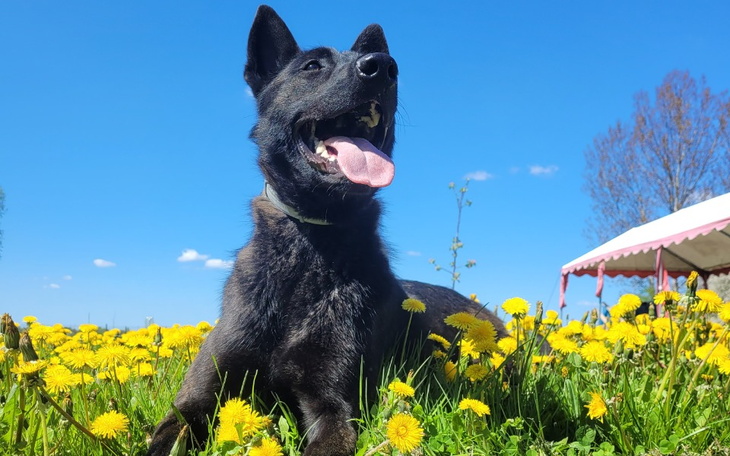 Zbiórka Na szkolenie i behawioryste - zdjęcie główne