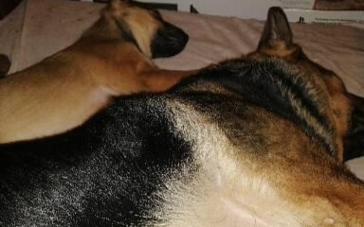 Zbiórka Leki karma dla psów seniorów - zdjęcie główne