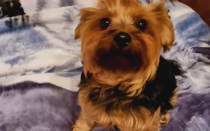 Zbiórka Leczenie Tosieńki . - zdjęcie główne