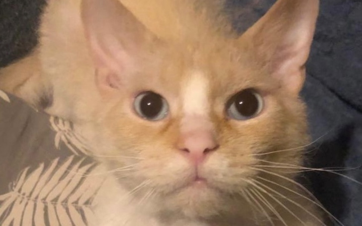 Zbiórka Pomoc dla KENZO, ma szansę żyć - zdjęcie główne