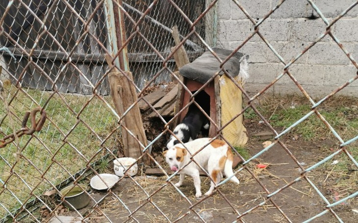 Zbiórka Buda dla 2 psów i 3 szczeniakow - zdjęcie główne