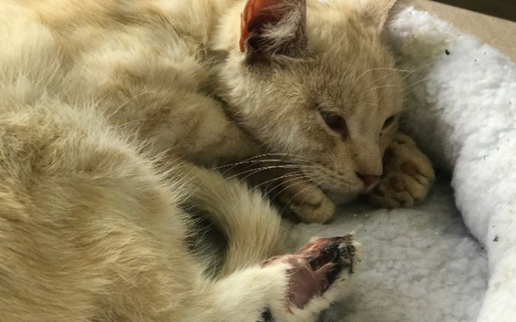 Zbiórka Dajmy szansę Zdrapce! - zdjęcie główne