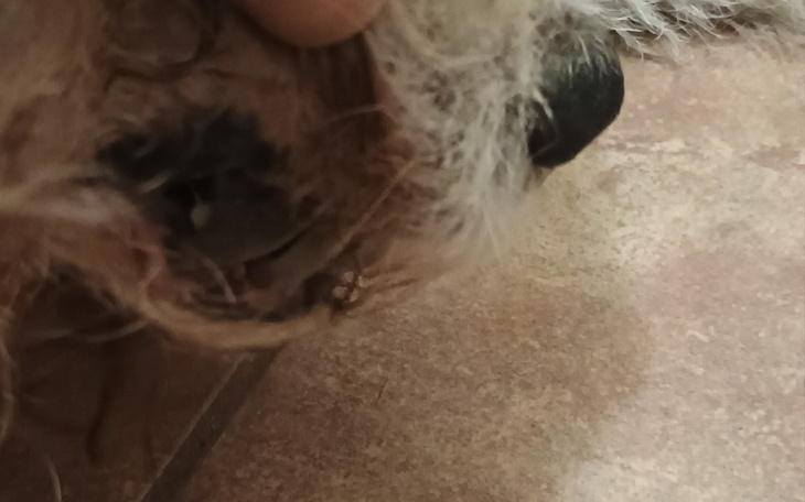 Zbiórka Leczenie Reksia - zdjęcie główne