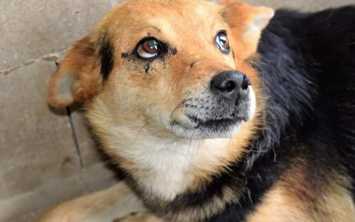 Zbiórka Leczenie i rehabilitacja Atosa. - zdjęcie główne