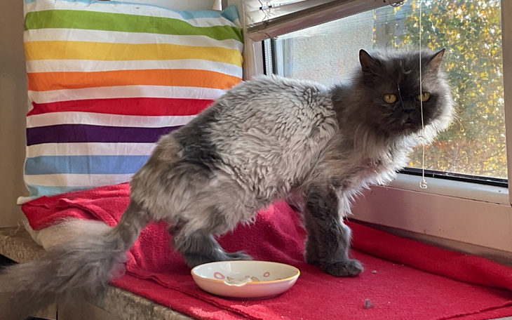 Szary kot stojący przy oknie, z miseczką na stole.