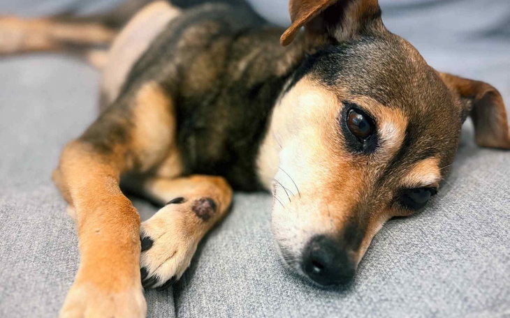 Pies leżący na kanapie, wygląda na zmęczonego.