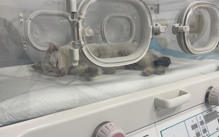 Zbiórka Konający kot przy ulicy - zdjęcie główne