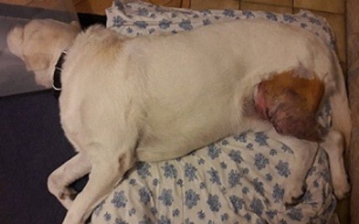 Zbiórka Na pieskie życie Bonga! - zdjęcie główne