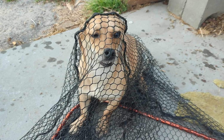 Zbiórka Sterylizacja Płoszki - zdjęcie główne