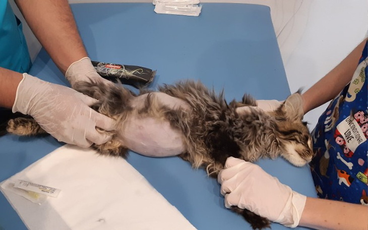 Zbiórka Brunio ma szansę by żyć - zdjęcie główne