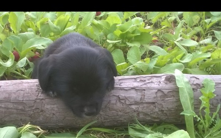 Zbiórka Zbieramy na wymarzony dom - zdjęcie główne