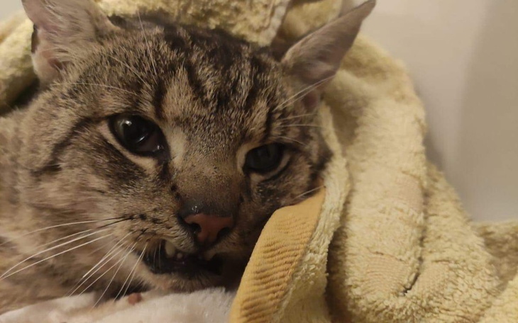 Zbiórka Kocurek Zygzak walczy o życie - zdjęcie główne