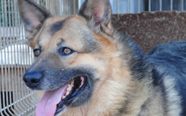 Zbiórka Wezyr potrzebuje pomocy - zdjęcie główne