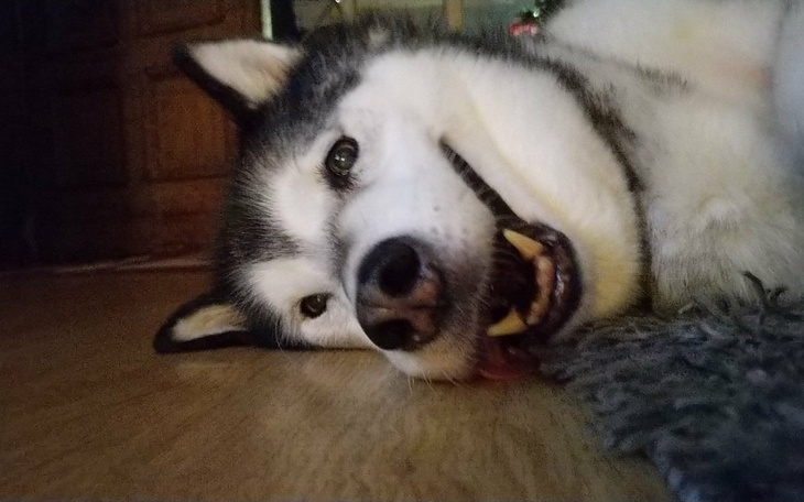 Zbiórka Pomoc dla Lisy - zdjęcie główne