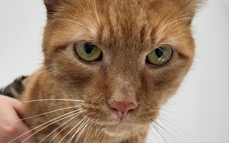 Rudy kot z wyrazem smutku na twarzy.