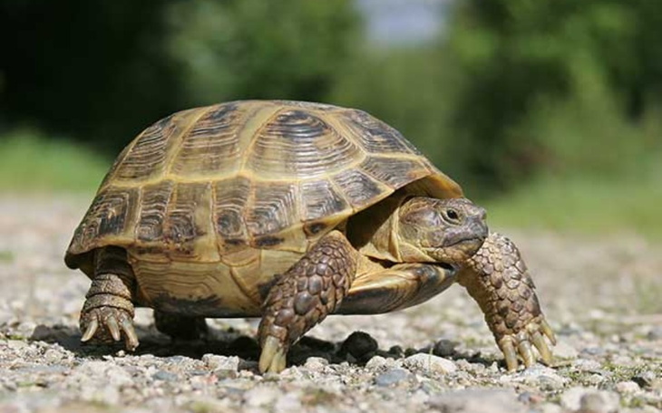 Zbiórka Żółwie, szkolenie bojowe, pizza - zdjęcie główne