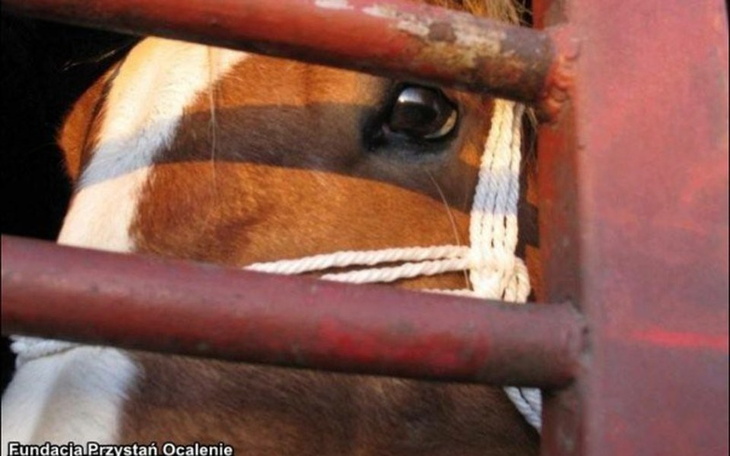 Zbiórka Chce żyć! Klacz błaga o pomoc... - zdjęcie główne