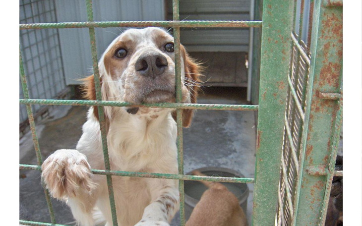 Pies w klatce, wyciągający łapę przez kraty.