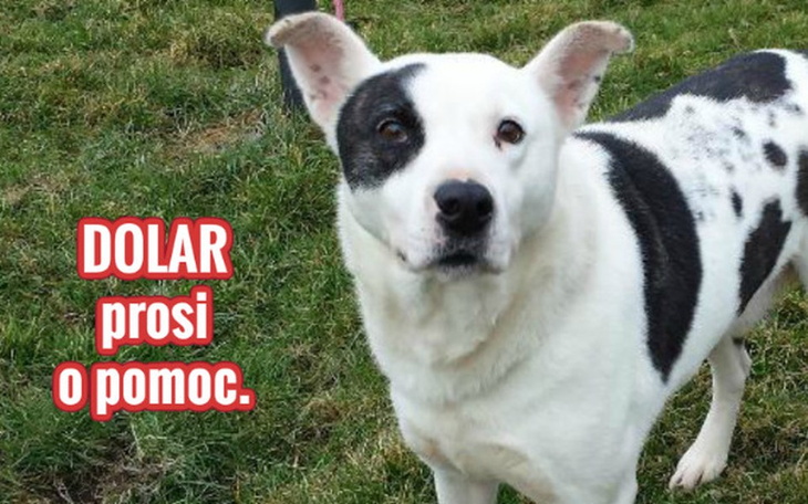 Zbiórka Dolar prosi o pomoc. - zdjęcie główne