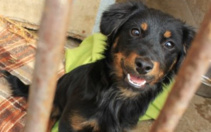 Zbiórka Karma dla piesków z schroniska - zdjęcie główne