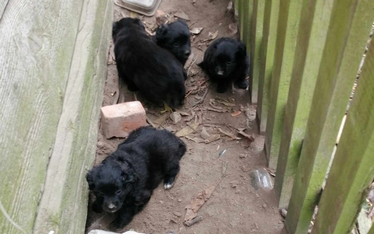 Zbiórka Spod szopy - zdjęcie główne