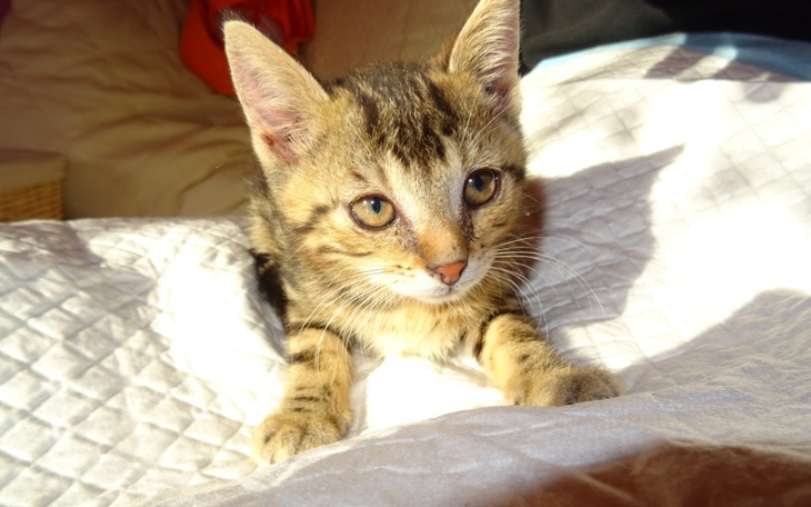 Zbiórka Transport bezdomniaka do domu - zdjęcie główne