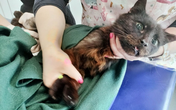 Zbiórka Ratujemy stado kotów z Białogóry - zdjęcie główne