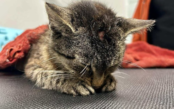 Mały kotek owinięty w koc, wygląda na zmęczonego.