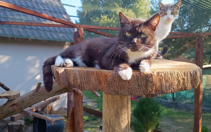 Zbiórka Utrzymanie kotów październik - zdjęcie główne