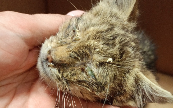 Zbiórka Ratowania ciąg dalszy - zdjęcie główne