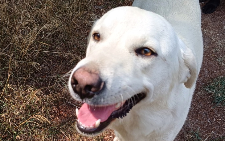 Szczęśliwy biały pies z uśmiechem na twarzy.