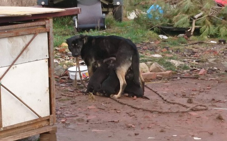 Zbiórka Julia zbiera na sterylizację - zdjęcie główne