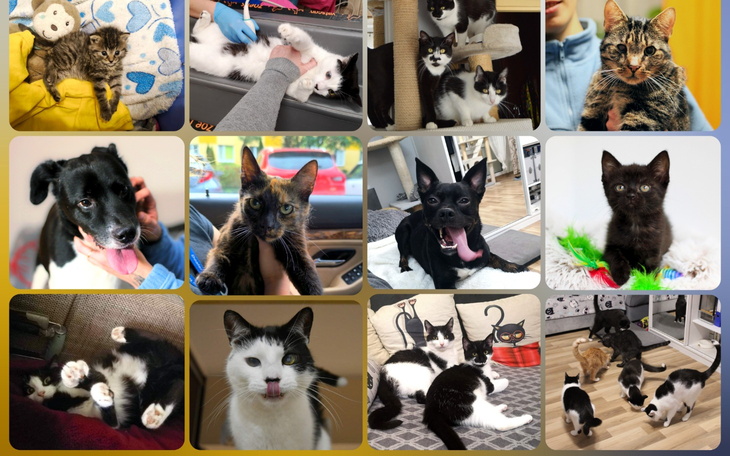 Kolaż zdjęć różnych kotów i psów, wesołe ujęcia.