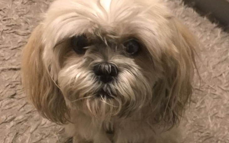 Zbiórka nie dajmy uśpić nelly - zdjęcie główne