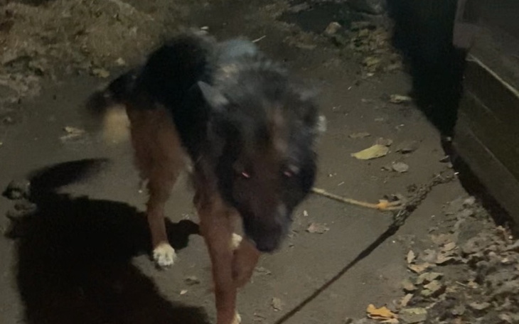 Pies spacerujący po ciemnej drodze, z wyraźnym cieniem.