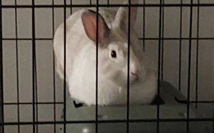 Biały królik siedzący w klatce, z dużymi uszami.