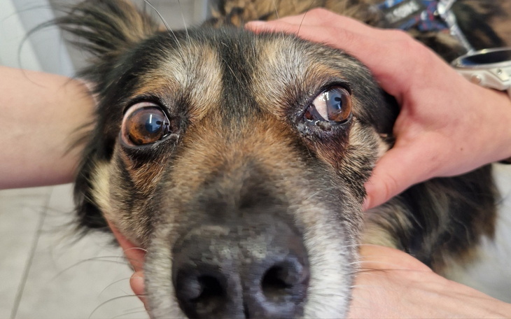 Pies w gabinecie weterynaryjnym, z troskliwym spojrzeniem.