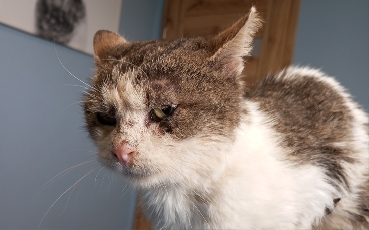 Zbiórka Stefan - walka o zdrowie - zdjęcie główne